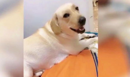 狗狗视频大全搞笑视频,视频大全里的欢乐时光