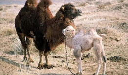 骆驼交配视频