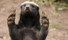 平头哥视频,视频揭秘其惊险刺激的冒险之旅