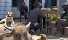 牛牛在线观看视频,畅享海量视频，轻松开启视听盛宴