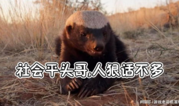 平头哥视频,视频揭秘其惊险刺激的冒险之旅