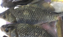 鱼的视频,鱼儿畅游的奇妙世界