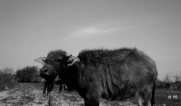 牛牛视频,揭秘短视频时代的魅力与挑战