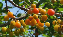 樱桃视频,带你领略短视频的魅力与精彩