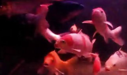 锦鲤视频,揭秘网络红人的魅力与影响力