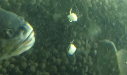 鱼的视频,鱼儿畅游的奇妙世界