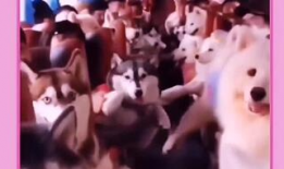 沙雕小视频,欢乐无限，笑点爆棚的短视频盛宴