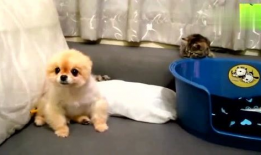 狗狗视频大全搞笑视频,视频大全里的欢乐时光