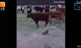 牛牛视频,揭秘短视频时代的魅力与挑战