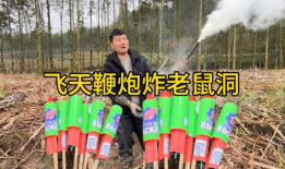 鞭炮炸老鼠视频,一场惊心动魄的除鼠行动
