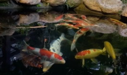 锦鲤视频,揭秘网络红人的魅力与影响力