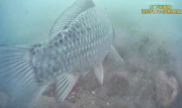 鱼的视频,鱼儿畅游的奇妙世界