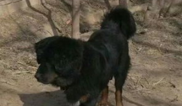 藏獒视频,勇猛与忠诚的守护者