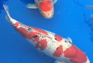 锦鲤视频,揭秘网络红人的魅力与影响力