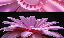 花花视频,带你领略短视频的魅力与风采